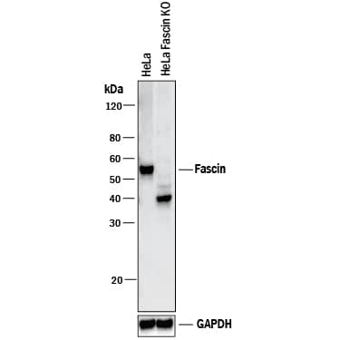 <b>Genetic Strategies Validation. </b>Western blot shows lysates of HeLa human cervical epithelial carcinoma parental cell line and Fascin knockout HeLa cell line (KO). PVDF membrane was probed with 0.4 µg/mL of Sheep Anti-Human/Mouse/Rat Fascin Antigen Affinity-purified Polyclonal Antibody (Catalog # AF7745) followed by HRP-conjugated Anti-Sheep IgG Secondary Antibody (Catalog # HAF016). A specific band was detected for Fascin at approximately 55 kDa (as indicated) in the parental HeLa cell line, but is not detectable in knockout HeLa cell line. GAPDH (Catalog # AF5718) is shown as a loading control. This experiment was conducted under reducing conditions and using Immunoblot Buffer Group 1. New adjunct appears with knockout cell line.