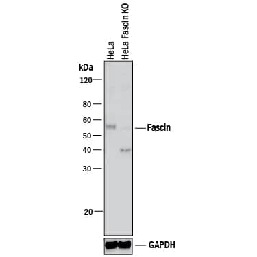 Knockout Validated Fascin Antibody (833223) [Unconjugated]