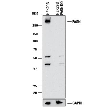 <b>Genetic Strategies Validation. </b>Western blot shows lysates of HEK293 human embryonic kidney parental cell line and Fatty Acid Synthase/FASN knockout HEK293 cell line (KO). PVDF membrane was probed with 1 µg/mL of Goat Anti-Human Fatty Acid Synthase/FASN Antigen Affinity-purified Polyclonal Antibody (Catalog # AF5927) followed by HRP-conjugated Anti-Goat IgG Secondary Antibody (Catalog # HAF017). A specific band was detected for Fatty Acid Synthase/FASN at approximately 275 kDa (as indicated) in the parental HEK293 cell line, but is not detectable in knockout HEK293 cell line. GAPDH (Catalog # AF5718) is shown as a loading control. This experiment was conducted under reducing conditions and using Immunoblot Buffer Group 1.