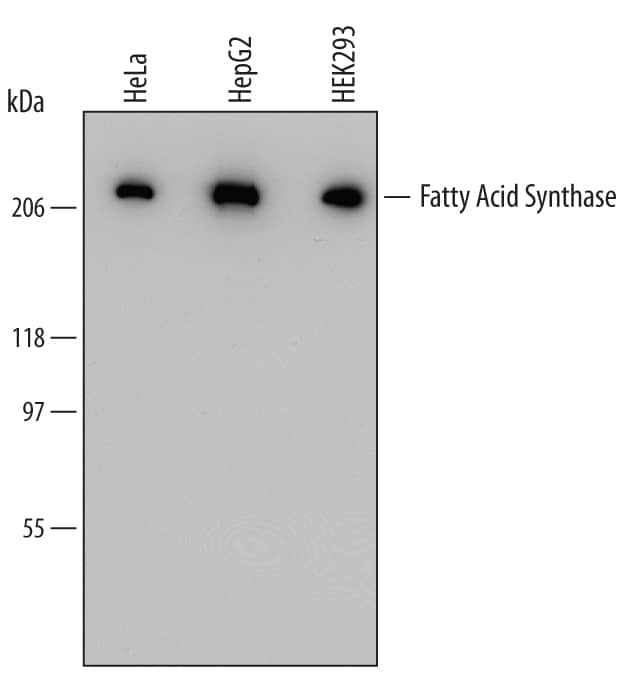 Western blot shows lysates of HepG2 human hepatocellular carcinoma cell line, HeLa human cervical epithelial carcinoma cell line, and HEK293 human embryonic kidney cell line. PVDF Membrane was probed with 0.25 µg/mL of Mouse Anti-Human Fatty Acid Synthase/FASN Monoclonal Antibody (Catalog # MAB59271) followed by HRP-conjugated Anti-Mouse IgG Secondary Antibody (Catalog # HAF007). A specific band was detected for Fatty Acid Synthase/FASN at approximately 220 kDa (as indicated). This experiment was conducted under reducing conditions and using Immunoblot Buffer Group 2.