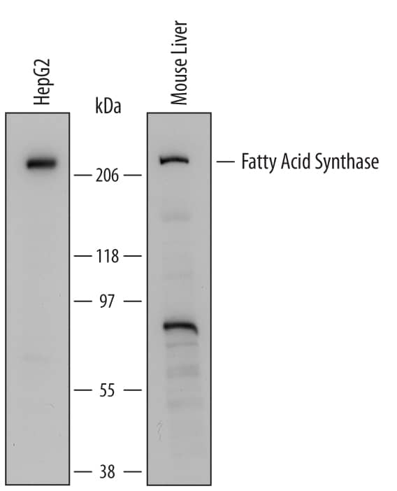 Western blot shows lysates of HepG2 human hepatocellular carcinoma cell line and mouse liver tissue. PVDF Membrane was probed with 1 µg/mL of Mouse Anti-Human/Mouse Fatty Acid Synthase/FASN Monoclonal Antibody (Catalog # MAB5927) followed by HRP-conjugated Anti-Mouse IgG Secondary Antibody (HAF007). A specific band was detected for Fatty Acid Synthase/FASN at approximately 220 kDa (as indicated). This experiment was conducted under reducing conditions and using Immunoblot Buffer Group 2.