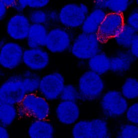 Fc gamma  RIII (CD16) was detected in immersion fixed human peripheral blood mononuclear cells (PBMCs) using Mouse Anti-Human Fc gamma  RIII (CD16) Monoclonal Antibody (Catalog # MAB4325) at 8 µg/mL for 3 hours at room temperature. Cells were stained using the NorthernLights™ 557-conjugated Anti-Mouse IgG Secondary Antibody (red; Catalog # NL007) and counterstained with DAPI (blue). Specific staining was localized to cell surfaces. View our protocol for Fluorescent ICC Staining of Non-adherent Cells.