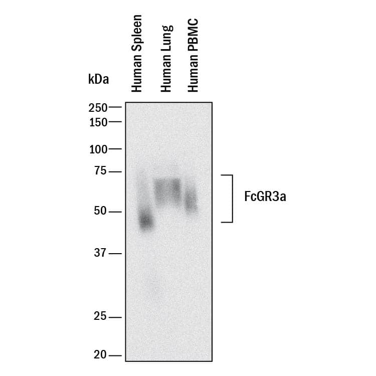 Western blot shows lysates of human spleen tissue, human lung tissue, and human peripheral blood mononuclear cells (PBMC) . PVDF membrane was probed with 2 µg/mL of Goat Anti-Human Fc gamma RIII (CD16) Antigen Affinity-purified Polyclonal Antibody (Catalog # AF1597) followed by HRP-conjugated Anti-Goat IgG Secondary Antibody (Catalog # HAF017). A specific band was detected for Fc gamma RIII (CD16) at approximately 50 kDa (as indicated). This experiment was conducted under reducing conditions and using Immunoblot Buffer Group 1.