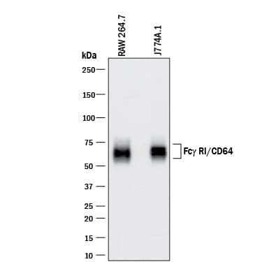 Western Blot Fc gamma RI/CD64 Antibody [Unconjugated]