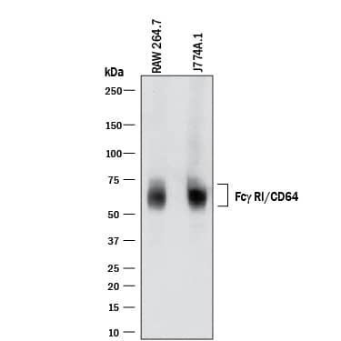 Western blot shows lysates of RAW 264.7 mouse monocyte/macrophage cell line and J774A.1 mouse reticulum cell sarcoma macrophage cell line. PVDF membrane was probed with 2 µg/mL of Rat Anti-Mouse Fc gamma RI/CD64 Monoclonal Antibody (Catalog # MAB2074) followed by HRP-conjugated Anti-Rat IgG Secondary Antibody (Catalog # HAF005). A specific band was detected for Fc gamma RI/CD64 at approximately 60-75 kDa (as indicated). This experiment was conducted under reducing conditions and using Immunoblot Buffer Group 1.