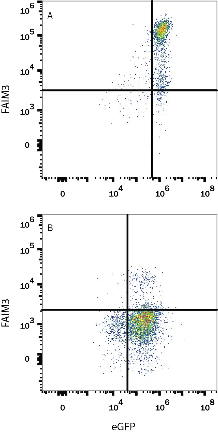 HEK293 human embryonic kidney cell line transfected with (A) human FAIM3 or (B) irrelevant transfectants and eGFP was stained with Mouse Anti-Human/Mouse/Rat FAIM3 Monoclonal Antibody (Catalog # MAB9494) followed by APC-conjugated Anti-Mouse IgG Secondary Antibody (Catalog # F0101B). Quadrant markers were set based on control antibody staining (Catalog # MAB0041). View our protocol for Staining Membrane-associated Proteins.
