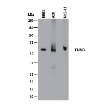 Western blot shows lysates of K562 human chronic myelogenous leukemia cell line, A20 mouse B cell lymphoma cell line, and Nb2-11 rat lymphoma cell line. PVDF membrane was probed with 2 µg/mL of Mouse Anti-Human/Mouse/Rat Fc mu R/FAIM3 Monoclonal Antibody (Catalog # MAB9494) followed by HRP-conjugated Anti-Mouse IgG Secondary Antibody (Catalog # HAF018). A specific band was detected for Fc mu R/FAIM3 at approximately 60 kDa (as indicated). This experiment was conducted under reducing conditions and using Immunoblot Buffer Group 1.