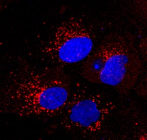 Ferritin was detected in immersion fixed iBJ6 iPS cell line differentiated into hepatocytes using Mouse Anti-Human Ferritin Monoclonal Antibody (Catalog # MAB93541) at 1 µg/mL for 3 hours at room temperature. Cells were stained using the NorthernLights™ 557-conjugated Anti-Mouse IgG Secondary Antibody (red; Catalog # NL007) and counterstained with DAPI (blue). Specific staining was localized to the perinuclear membrane. View our protocol for Fluorescent ICC Staining of Cells on Coverslips.