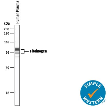 Simple Western Fibrinogen Antibody [Unconjugated]