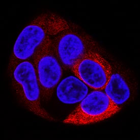 Fibrinogen was detected in immersion fixed HepG2 human hepatocellular carcinoma cell line using Mouse Anti-Human Fibrinogen Monoclonal Antibody (Catalog # MAB9404) at 8 µg/mL for 3 hours at room temperature. Cells were stained using the NorthernLights™ 557-conjugated Anti-Mouse IgG Secondary Antibody (red; Catalog # NL007) and counterstained with DAPI (blue). Specific staining was localized to cytoplasm. View our protocol for Fluorescent ICC Staining of Cells on Coverslips.