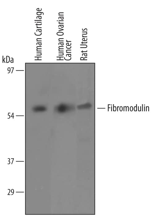 Western Blot Fibromodulin/FMOD Antibody