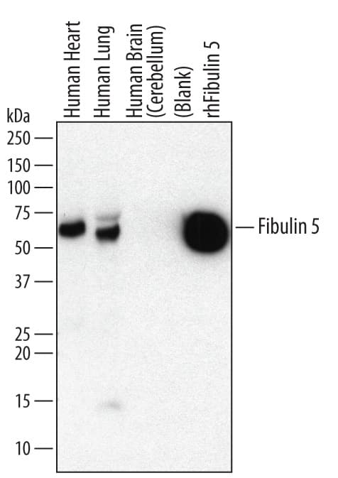Western Blot Fibulin 5/DANCE Antibody (293904) [Unconjugated]