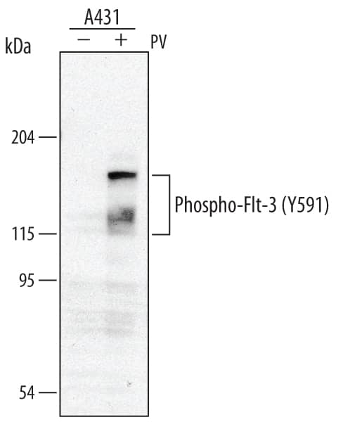 Western blot shows lysates of A431 human epithelial carcinoma cell line untreated (-) or treated (+) with 100 µM pervanadate (PV) for 10 minutes. PVDF membrane was probed with 0.5 µg/mL of Rabbit Anti-Human Phospho-Flt-3/Flk-2 (Y591) Antigen Affinity-purified Polyclonal Antibody (Catalog # AF368), followed by HRP-conjugated Anti-Rabbit IgG Secondary Antibody (Catalog # HAF008). Specific bands were detected for Phospho-Flt-3/Flk-2 (Y591) at approximately 160 and 130 kDa (as indicated). This experiment was conducted under reducing conditions and using Immunoblot Buffer Group 1.