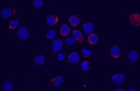 Flt-3/Flk-2 was detected in immersion fixed M1 mouse myeloid leukemia cell line using Rat Anti-Mouse Flt-3/Flk-2 Monoclonal Antibody (Catalog # MAB7681) at 10 µg/mL for 3 hours at room temperature. Cells were stained using the NorthernLights™ 557-conjugated Anti-Rat IgG Secondary Antibody (red; Catalog # NL013) and counterstained with DAPI (blue). View our protocol for Fluorescent ICC Staining of Cells on Coverslips.