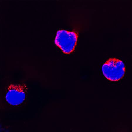 Flt-3 Ligand/FLT3L was detected in immersion fixed feline peripheral blood mononuclear cells (PBMCs) using Goat Anti-Feline Flt-3 Ligand/FLT3L Antigen Affinity-purified Polyclonal Antibody (Catalog # AF2467) at 15 µg/mL for 3 hours at room temperature. Cells were stained using the NorthernLights™ 557-conjugated Anti-Goat IgG Secondary Antibody (red; Catalog # NL001) and counterstained with DAPI (blue). Specific staining was localized to cytoplasm. View our protocol for Fluorescent ICC Staining of Non-adherent Cells.
