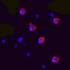Flt-3 Ligand/FLT3L was detected in immersion fixed HT-2 mouse T cell line using Goat Anti-Mouse Flt-3 Ligand/FLT3L Antigen Affinity-purified Polyclonal Antibody (Catalog # AF427) at 5 µg/mL for 3 hours at room temperature. Cells were stained using the NorthernLights™ 557-conjugated Anti-Goat IgG Secondary Antibody (red; Catalog # NL001) and counterstained with DAPI (blue). Specific staining was localized to cytoplasm. View our protocol for Fluorescent ICC Staining of Non-adherent Cells.
