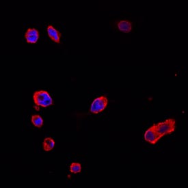 Follistatin-like 1/FSTL1 was detected in immersion fixed PC-12 rat adrenal pheochromocytoma cell line using Rat Anti-Mouse/Rat Follistatin-like 1/FSTL1 Mono-clonal Antibody (Catalog # MAB17381) at 10 µg/mL for 3 hours at room temperature. Cells were stained using the Northern-Lights™ 557-conjugated Anti-Rat IgG Secondary Antibody (red; Catalog # NL013) and counterstained with DAPI (blue). View our protocol for Fluorescent ICC Staining of Cells on Coverslips.