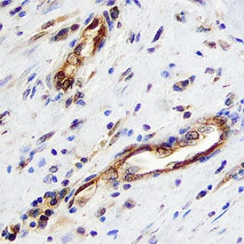 Immunohistochemistry Follistatin Antibody [Unconjugated]