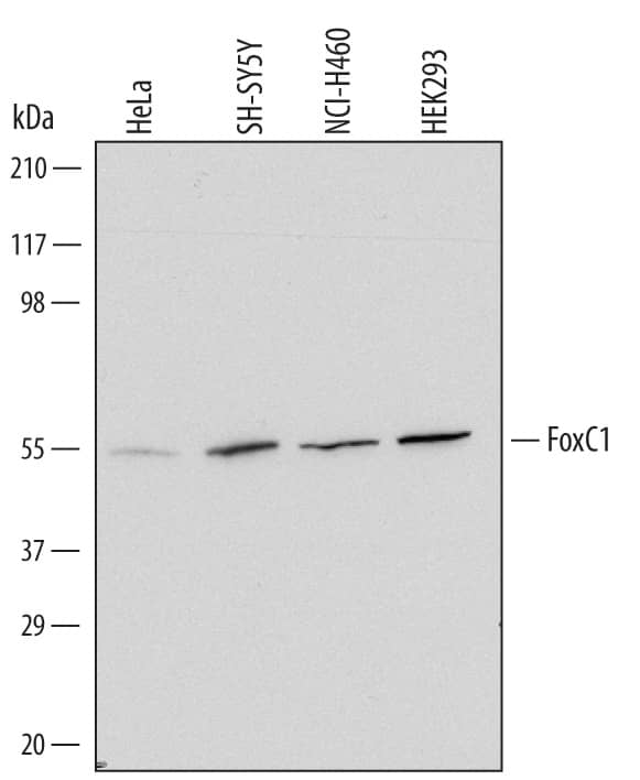 Western blot shows lysates of HeLa human cervical epithelial carcinoma cell line, SH-SY5Y human neuroblastoma cell line, NCI-H460 human large cell lung carcinoma cell line, and HEK293 human embryonic kidney cell line. PVDF Membrane was probed with 1 µg/mL of Mouse Anti-Human FoxC1 Monoclonal Antibody (Catalog # MAB6329) followed by HRP-conjugated Anti-Mouse IgG Secondary Antibody (Catalog # HAF007). A specific band was detected for FoxC1 at approximately 60 kDa (as indicated). This experiment was conducted under reducing conditions and using Immunoblot Buffer Group 2.