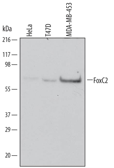 Western blot shows lysates of HeLa human cervical epithelial carcinoma cell line, T47D human breast cancer cell line, and MDA-MB-453 human breast cancer cell line. PVDF Membrane was probed with 1 µg/mL of Human FoxC2 Monoclonal Antibody (Catalog # MAB5044) followed by HRP-conjugated Anti-Mouse IgG Secondary Antibody (Catalog # HAF007). A specific band was detected for FoxC2 at approximately 60 kDa (as indicated). This experiment was conducted under reducing conditions and using Immunoblot Buffer Group 1.