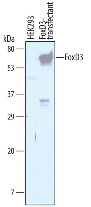 Western blot shows lysates of HEK293 human embryonic kidney cell line either mock transfected or transfected with human FoxD3. PVDF Membrane was probed with 1 µg/mL of Sheep Anti-Human FoxD3 aa 1-140 Antigen Affinity-purified Polyclonal Antibody (Catalog # AF2819) followed by HRP-conjugated Anti-Sheep IgG Secondary Antibody (Catalog # HAF016). A specific band was detected for FoxD3 at approximately 60 kDa (as indicated). This experiment was conducted under reducing conditions and using Immunoblot Buffer Group 1.
