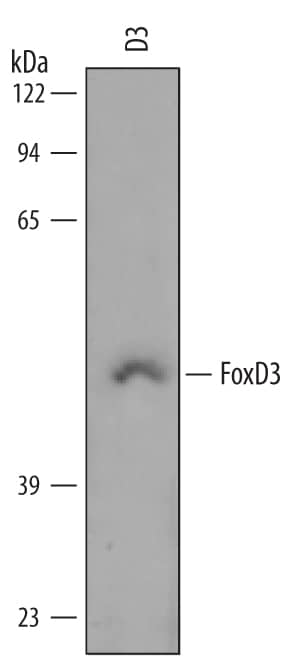 Western blot shows lysates of D3 mouse embryonic stem cell line. PVDF membrane was probed with 1 µg/mL of Goat Anti-Mouse FoxD3 Antigen Affinity-purified Polyclonal Antibody (Catalog # AF5090) followed by HRP-conjugated Anti-Goat IgG Secondary Antibody (Catalog # HAF019). A specific band was detected for FoxD3 at approximately 50 kDa (as indicated). This experiment was conducted under reducing conditions and using Immunoblot Buffer Group 8.