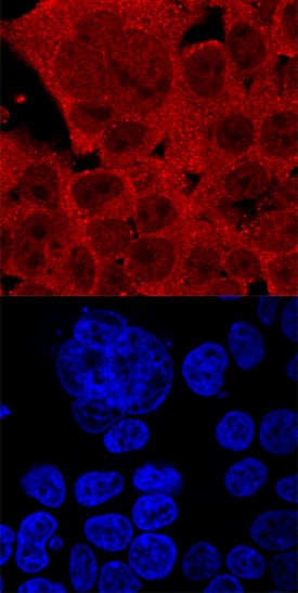 FoxJ1 was detected in immersion fixed HEK293 human embryonic kidney cell line using Goat Anti-Human FoxJ1 Antigen Affinity-purified Polyclonal Antibody (Catalog # AF3619) at 10 µg/mL for 3 hours at room temperature. Cells were stained using the NorthernLights™ 557-conjugated Anti-Goat IgG Secondary Antibody (red, upper panel; Catalog # NL001) and counterstained with DAPI (blue, lower panel). Specific staining was localized to nuclei and cytoplasm. View our protocol for Fluorescent ICC Staining of Cells on Coverslips.