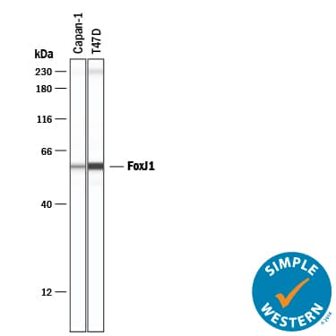 Simple Western FoxJ1/HFH4 Antibody [Unconjugated]