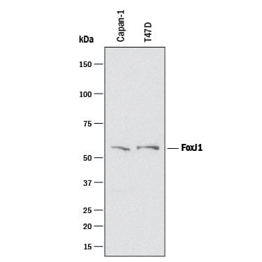 Western Blot FoxJ1/HFH4 Antibody [Unconjugated]