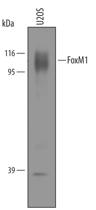 Western blot shows lysates of U2OS human osteosarcoma cell line. PVDF membrane was probed with 1 µg/mL of Sheep Anti-Human FoxM1 Antigen Affinity-purified Polyclonal Antibody (Catalog # AF3975) followed by HRP-conjugated Anti-Sheep IgG Secondary Antibody (Catalog # HAF016). A specific band was detected for FoxM1 at approximately 100 kDa (as indicated). This experiment was conducted under reducing conditions and using Immunoblot Buffer Group 8.