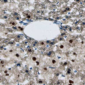 Immunohistochemistry FoxN1 Antibody (717008) [Unconjugated]