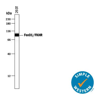 Simple Western lane view shows lysates of 293T human embryonic kidney cell line, loaded at 0.2 mg/mL. A specific band was detected for FoxO1/FKHR at approximately 93 kDa (as indicated) using 10 µg/mL of Sheep Anti-Human FoxO1/FKHR Antigen Affinity-purified Polyclonal Antibody (Catalog # AF5939) followed by 1:50 dilution of HRP-conjugated Anti-Sheep IgG Secondary Antibody (Catalog # HAF016). This experiment was conducted under reducing conditions and using the 12-230 kDa separation system.