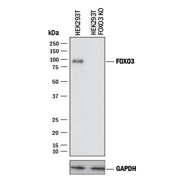 <b>Genetic Strategies Validation. </b>Western blot shows lysates of HEK293T human embryonic kidney parental cell line and FoxO3 knockout HEK293T cell line (KO). PVDF membrane was probed with 1 µg/mL of Sheep Anti-Human/Mouse FoxO3 Antigen Affinity-purified Polyclonal Antibody (Catalog # AF6165) followed by HRP-conjugated Anti-Sheep IgG Secondary Antibody (Catalog # HAF016). A specific band was detected for FoxO3 at approximately 90 kDa (as indicated) in the parental HEK293T cell line, but is not detectable in knockout HEK293T cell line. GAPDH (Catalog # AF5718) is shown as a loading control. This experiment was conducted under reducing conditions and using Immunoblot Buffer Group 1.