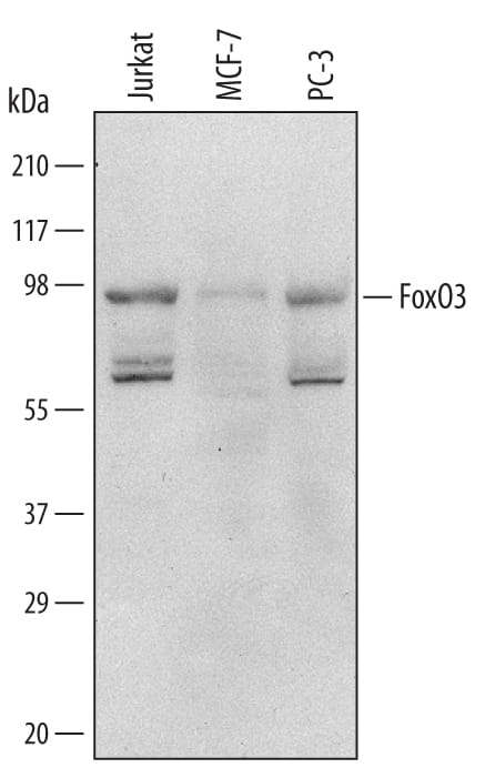 Western blot shows lysates of Jurkat human acute T cell leukemia cell line, MCF-7 human breast cancer cell line, and PC-3 human prostate cancer cell line. PVDF Membrane was probed with 1 µg/mL of Sheep Anti-Human FoxO3 Antigen Affinity-purified Polyclonal Antibody (Catalog # AF6165) followed by HRP-conjugated Anti-Sheep IgG Secondary Antibody (Catalog # HAF016). A specific band was detected for FoxO3 at approximately 90 kDa (as indicated). This experiment was conducted under reducing conditions and using Immunoblot Buffer Group 1.