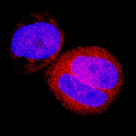 FoxO3 was detected in immersion fixed MCF-7 human breast cancer cell line using Mouse Anti-Human/Mouse FoxO3 Monoclonal Antibody (Catalog # MAB6165) at 8 µg/mL for 3 hours at room temperature. Cells were stained using the NorthernLights™ 557-conjugated Anti-Mouse IgG Secondary Antibody (red; Catalog # NL007) and counterstained with DAPI (blue). Specific staining was localized to cytoplasm. View our protocol for Fluorescent ICC Staining of Cells on Coverslips.