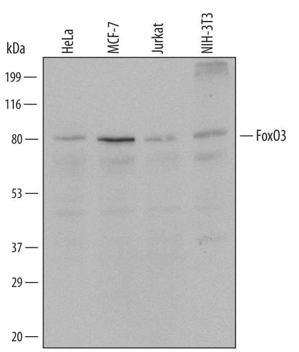 Western blot shows lysates of HeLa human cervical epithelial carcinoma cell line, MCF-7 human breast cancer cell line, Jurkat human acute T cell leukemia cell line, and NIH-3T3 mouse embryonic fibroblast cell line. PVDF Membrane was probed with 1 µg/mL of Mouse Anti-Human/Mouse FoxO3 Monoclonal Antibody (Catalog # MAB6165) followed by HRP-conjugated Anti-Mouse IgG Secondary Antibody (Catalog # HAF007). A specific band was detected for FoxO3 at approximately 85 kDa (as indicated). This experiment was conducted under reducing conditions and using Immunoblot Buffer Group 1.