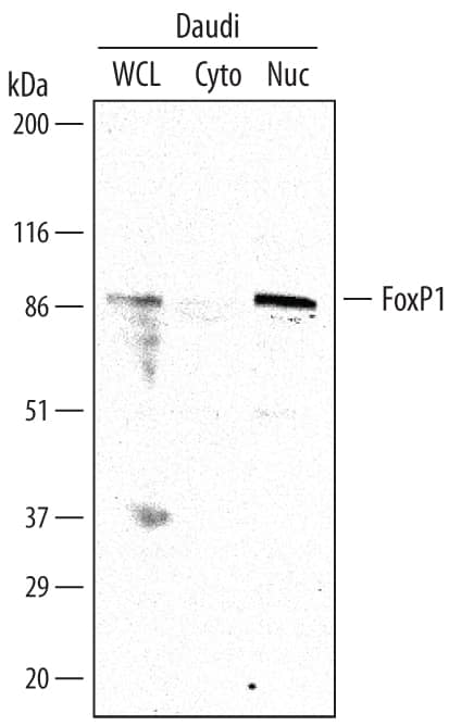 Western blot shows lysates of Daudi human Burkitt's lymphoma cell line. Gels were loaded with 30 µg of whole cell lysate (WCL), 20 µg of cytoplasmic (Cyto), and 10 µg of nuclear extracts (Nuc). PVDF membrane was probed with 1 µg/mL Goat Anti-Human FoxP1 Antigen Affinity-purified Polyclonal Antibody (Catalog # AF4534) followed by HRP-conjugated Anti-Goat IgG Secondary Antibody (Catalog # HAF017). A specific band for FoxP1 was detected at approximately 82 - 90 kDa (as indicated). This experiment was conducted under reducing conditions and using Immunoblot Buffer Group 1.
