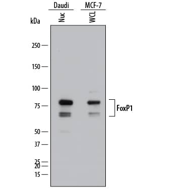 Western blot shows lysates of Daudi human Burkitt's lymphoma cell line and MCF-7 human breast cancer cell line. Gels were loaded with 25 µg of whole cell lysate (WCL) and 25 µg of nuclear extracts (Nuc). PVDF membrane was probed with 1 µg/mL of Mouse Anti-Human FoxP1 Monoclonal Antibody (Catalog # MAB45341) followed by HRP-conjugated Anti-Mouse IgG Secondary Antibody (Catalog # HAF018). Specific bands were detected for FoxP1 at approximately 65 and 80 kDa (as indicated). This experiment was conducted under reducing conditions and using Immunoblot Buffer Group 1.