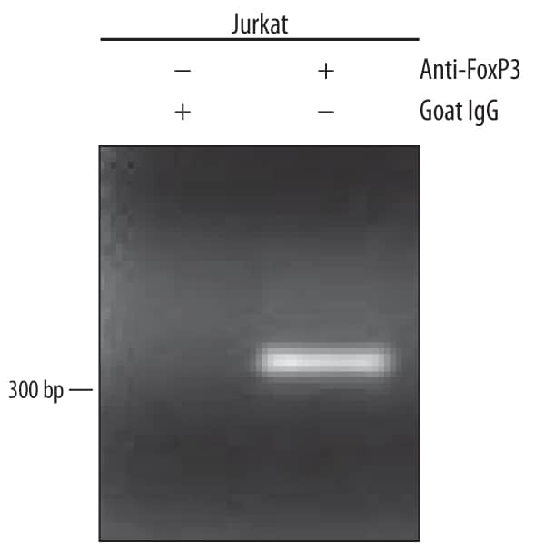 <b>Biological Strategies Validation. </b>Jurkat human acute T cell leukemia cell line treated with 50 ng/mL PMA and 200 ng/mL calcium ionomycin overnight was fixed using formaldehyde, resuspended in lysis buffer, and sonicated to shear chromatin. FoxP3/DNA complexes were immunoprecipitated using 5 µg Goat Anti-Human FoxP3 Antigen Affinity-purified Polyclonal Antibody (Catalog # AF3240) or control antibody (Catalog # AB-108-C) for 15 minutes in an ultrasonic bath, followed by Biotinylated Anti-Goat IgG Secondary Antibody (Catalog # BAF109). Immunocomplexes were captured using 50 µL of MagCellect Streptavidin Ferrofluid (Catalog # MAG999) and DNA was purified using chelating resin solution. TheIL-2promoter was detected by standard PCR.