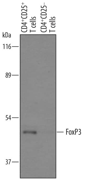 Western blot shows lysates of human CD4+CD25+T cells and human CD4+CD25-T cells. PVDF membrane was probed with 1 µg/mL of Goat Anti-Human FoxP3 Antigen Affinity-purified Polyclonal Antibody (Catalog # AF3240) followed by HRP-conjugated Anti-Goat IgG Secondary Antibody (Catalog # HAF019). A specific band was detected for FoxP3 at approximately 47 kDa (as indicated). This experiment was conducted under reducing conditions and using Immunoblot Buffer Group 8.