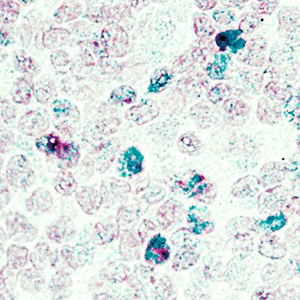 Dual RNAscope ISH-IHC Compatible FoxP3 Antibody (1054C) [Unconjugated]