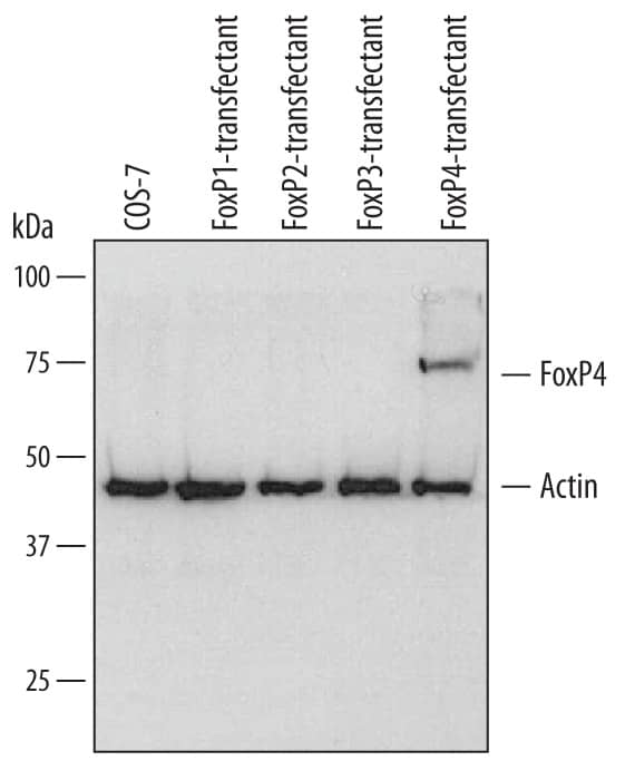Western Blot FoxP4 Antibody