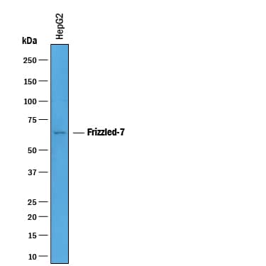 Western Blot Frizzled-7 Antibody [Unconjugated]
