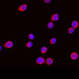 Immunocytochemistry Fucosyltransferase 7/FUT7 Antibody (795116)