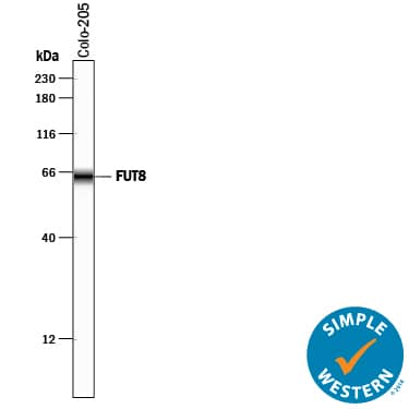 Simple Western Fucosyltransferase 8/FUT8 Antibody [Unconjugated]