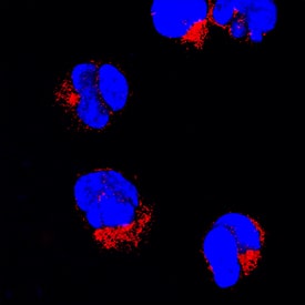 Fyn was detected in immersion fixed MOLT-4 human acute lymphoblastic leukemia cell line using Goat Anti-Human Fyn Antigen Affinity-purified Polyclonal Antibody (Catalog # AF3574) at 15 µg/mL for 3 hours at room temperature. Cells were stained using the NorthernLights™ 557-conjugated Anti-Goat IgG Secondary Antibody (red; Catalog # NL001) and counterstained with DAPI (blue). Specific staining was localized to cytoplasm. View our protocol for Fluorescent ICC Staining of Cells on Coverslips.
