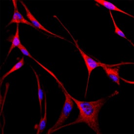 <b>Biological Strategies Validation. </b>GABARAP was detected in immersion fixed A172 human glioblastoma cell line using Rat Anti-Human GABARAP Monoclonal Antibody (Catalog # MAB8574) at 8 µg/mL for 3 hours at room temperature. Cells were stained using the NorthernLights™ 557-conjugated Anti-Rat IgG Secondary Antibody (red; Catalog # NL013) and counterstained with DAPI (blue). Specific staining was localized to Golgi apparatus and cytoplasmic vesicles. View our protocol for Fluorescent ICC Staining of Cells on Coverslips.