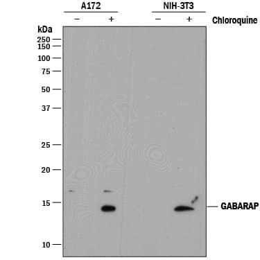 Western blot shows lysates of A172 human glioblastoma cell line and NIH-3T3 mouse embryonic fibroblast cell line untreated (-) or treated (+) with 50 µM Chloroquine for 20 hours. PVDF membrane was probed with 2 µg/mL of Rat Anti-Human GABARAP Monoclonal Antibody (Catalog # MAB8574) followed by HRP-conjugated Anti-Rat IgG Secondary Antibody (Catalog # HAF005). Specific bands were detected for GABARAP at approximately 14 & 16 kDa (as indicated). This experiment was conducted under reducing conditions and using Immunoblot Buffer Group 7.