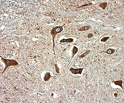 Immunohistochemistry GAD1/GAD67 Antibody [Unconjugated]