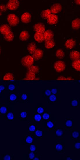 GADD153 was detected in immersion fixed Jurkat human acute T cell leukemia cell line stimulated with PMA and hydrogen peroxide using Mouse Anti-Human GADD153 Monoclonal Antibody (Catalog # MAB7224) at 10 µg/mL for 3 hours at room temperature. Cells were stained using the NorthernLights™ 557-conjugated Anti-Mouse IgG Secondary Antibody (red, upper panel; Catalog # NL007) and counterstained with DAPI (blue, lower panel). Specific staining was localized to nuclei. View our protocol for Fluorescent ICC Staining of Non-adherent Cells.